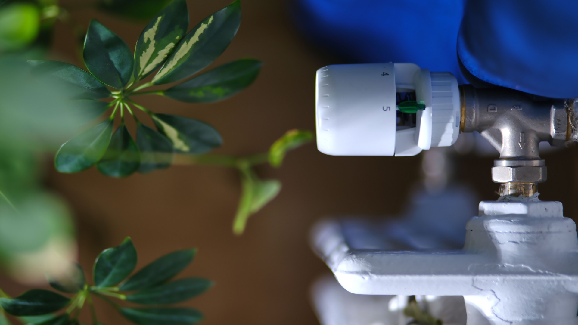 Temperaturregelung des Heizkörpers in der Nähe der grünen Blattpflanze.